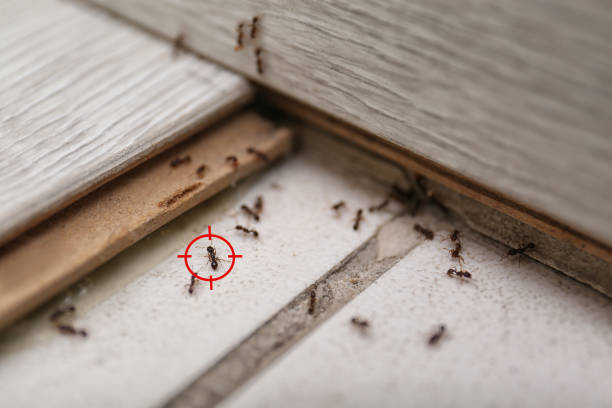 Flea Control Services in Man, WV